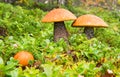 Birch Boletes in the Forest