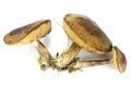 Birch boletes