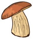 Birch boletus mushroom. Edible fungus color icon