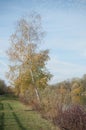 birch in border river with autumnal leaves