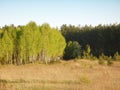 Birch bosk against the background of the pine forest. Royalty Free Stock Photo