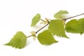 Birch branch