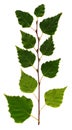 Birch branch