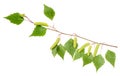 Birch branch with aments Royalty Free Stock Photo