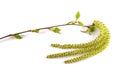 Birch branch with aments Royalty Free Stock Photo