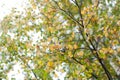 Birch branch at autumn with green and yellow leafs