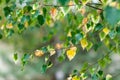 Birch branch at autumn with green and yellow leafs