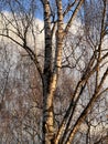 Birch branch background against a bright sky with clouds The intricate network of fine branches creates a dynamic pattern.
