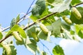 Birch branch with buds against blue sky background Royalty Free Stock Photo