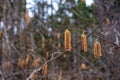 birch branch with buds earrings. spring awakening of nature. Spring allergy concept Royalty Free Stock Photo