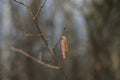 birch branch with buds earrings. spring awakening of nature. Spring allergy concept. Birch buds in spring, on a branch Royalty Free Stock Photo