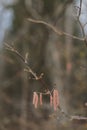 birch branch with buds earrings. spring awakening of nature. Spring allergy concept. Birch buds in spring, on a branch Royalty Free Stock Photo