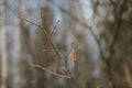 birch branch with buds earrings. spring awakening of nature. Spring allergy concept. Birch buds in spring, on a branch Royalty Free Stock Photo