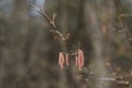 birch branch with buds earrings. spring awakening of nature. Spring allergy concept. Birch buds in spring, on a branch Royalty Free Stock Photo