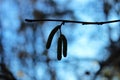 Birch branch with catkins autumn forest closeup blurred background Royalty Free Stock Photo