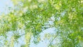 Birch branch with catkins on sky background. Branch of birch with green leaves and aglet against the blue sky. Slow