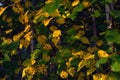 A birch branch with colorful autumn foliage close-up Royalty Free Stock Photo