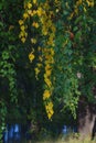 A birch branch with colorful autumn foliage close-up Royalty Free Stock Photo