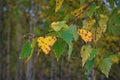 A birch branch with colorful autumn foliage close-up Royalty Free Stock Photo