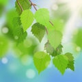 Birch branch with fresh spring leaves against the blue sky. The sun is shining Royalty Free Stock Photo