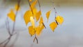 Birch branch with golden autumn leaves on a blurred background Royalty Free Stock Photo