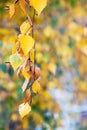 Birch branch with golden autumn leaves on a blurry background_ Royalty Free Stock Photo