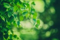 Birch branch with green leaves on blurred bokeh background. Selective soft focus. Beautiful nature Royalty Free Stock Photo