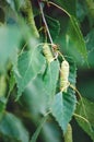 Birch branch with green leaves, closeup, selective focus. Beautiful natural summer background Royalty Free Stock Photo