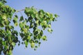 Birch branch with green leaves opposite the blue sky, closeup. Place for text, copy space