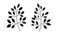 Birch branch lineart vector botanical illustration. Leaf silhouette sketch hand drawn set. Forest greenery Royalty Free Stock Photo