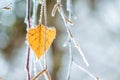 Birch branch with a lone yellow leaf covered with frost_ Royalty Free Stock Photo