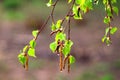 A birch branch with many green leaves in summer season after the rain Royalty Free Stock Photo