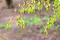 A birch branch with many green leaves in summer season after the rain Royalty Free Stock Photo