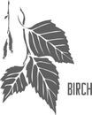 Birch branch officinalis vector illustration Royalty Free Stock Photo