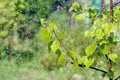 Birch branch in the rain. Beautiful natural background Royalty Free Stock Photo