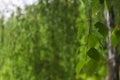 Birch branch with rain drops on a background of blurred foliage close-up with copy space. Nature, rainy day Royalty Free Stock Photo