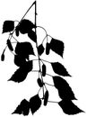 Birch Branch Silhouette Royalty Free Stock Photo