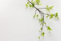 Birch branch with young green leaves Royalty Free Stock Photo