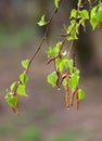 A birch branch with many green leaves in summer season after the rain Royalty Free Stock Photo
