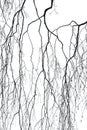 Birch branches Royalty Free Stock Photo