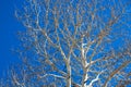 Birch Branches Against Blue Sky Royalty Free Stock Photo