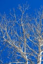 Birch Branches Against Blue Sky Royalty Free Stock Photo