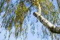 Birch branches and blue sky. Spring and trees Royalty Free Stock Photo