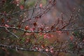 Birch branches with buds and rain droplets Royalty Free Stock Photo