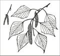 Birch branches with catkins and leaves vector illustration