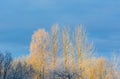 Birch branches are covered with frost . Royalty Free Stock Photo