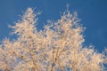 Birch branches are covered with frost against the blue sky. The winter sun illuminates the white tree and gives it a golden color Royalty Free Stock Photo