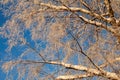 Birch branches are covered with frost against the blue sky. The winter sun illuminates the white tree and gives it a golden color Royalty Free Stock Photo