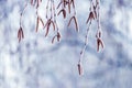 Birch branches with earrings covered with snow and frost  in winter on a blurred background Royalty Free Stock Photo