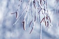 Birch branches with earrings covered with snow and frost  in winter on a blurred background Royalty Free Stock Photo